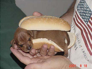 Hot dog!